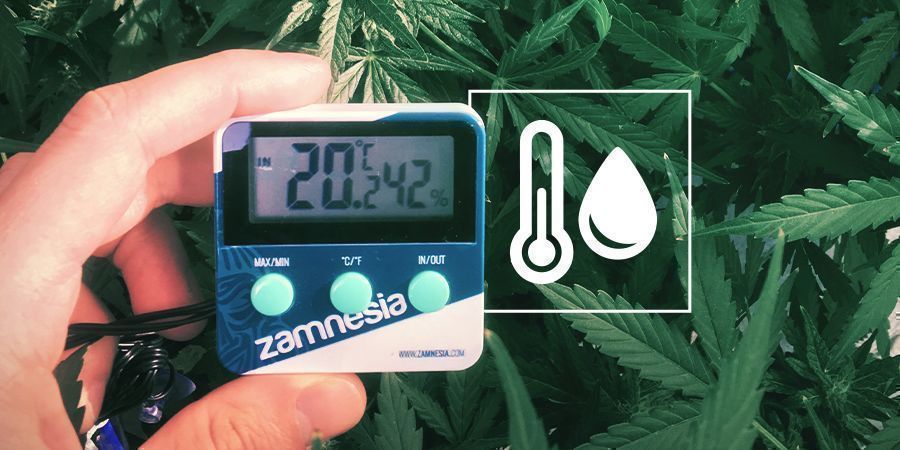 Luftfugtighed i cannabis-dyrkningsrummet Luftfugtighed i cannabis-dyrkningsrummet