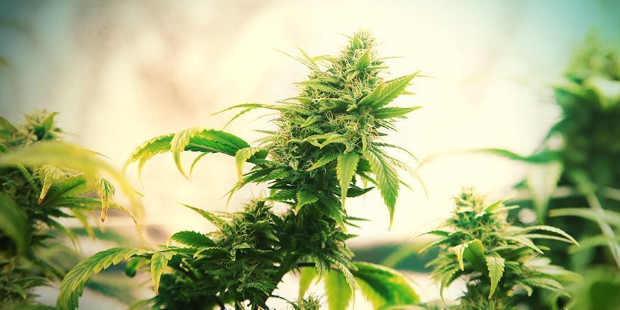 Intensitet i dyrketelte Intensity In Grow Tents