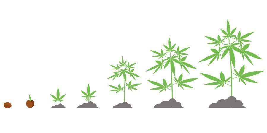 Tidslinje Cannabis Timeline