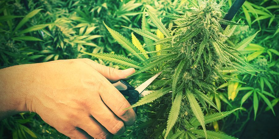 Beskæring af cannabis