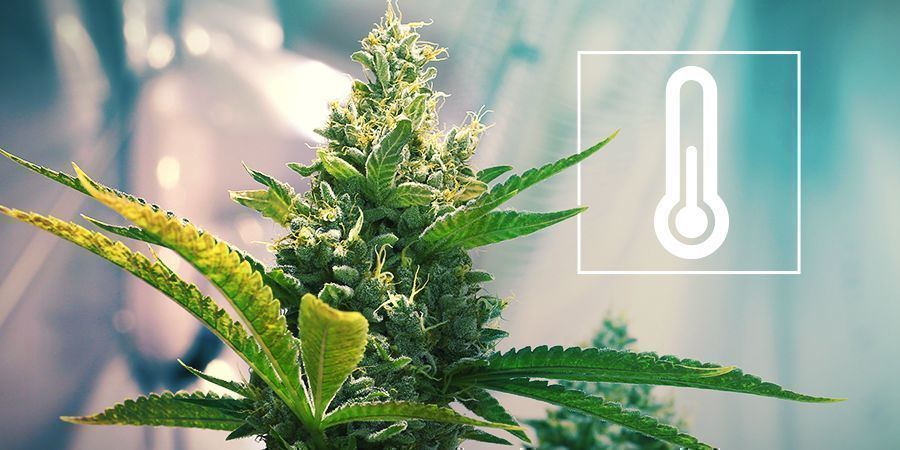 Temperatur i cannabis-dyrkerummet