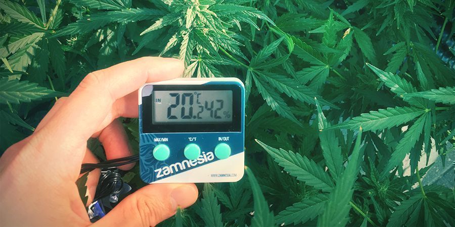 Optimale temperaturomr&aring;der til dyrkning af cannabis