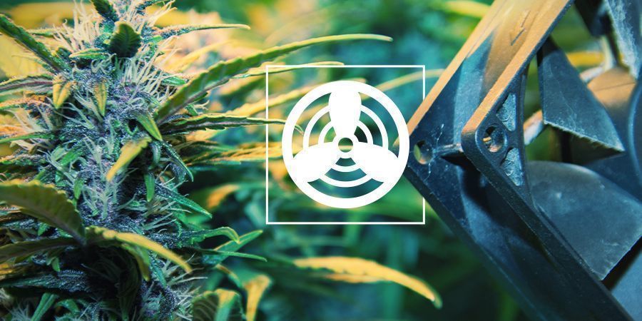 Ventilation i cannabisdyrkningsrummet Ventilation i cannabisdyrkningsrummet