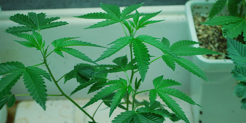 Cannabisplantens livscyklus