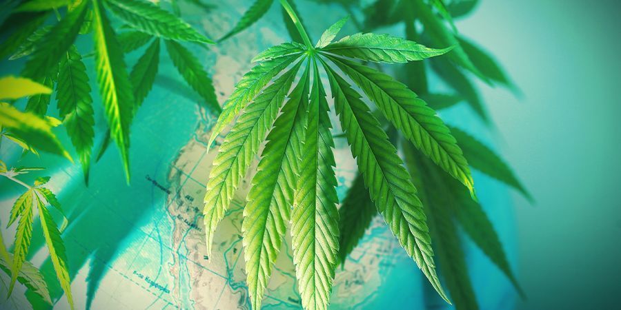 Trin 1: Vælg den perfekte cannabissort