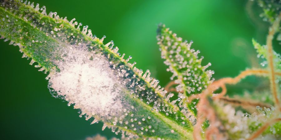 Trin 7: Beskyt dine cannabisplanter mod skimmel/skadedyr, og hold øje med bladene TRIN 7: Beskyt dine cannabisplanter mod skimmel/skadedyr, og hold øje med bladene
