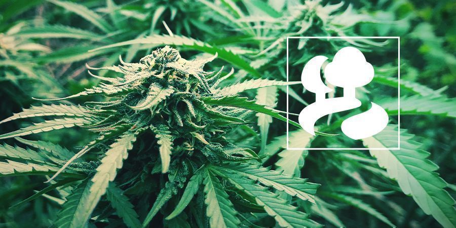 Guerrilla-dyrkning af cannabisplanter
