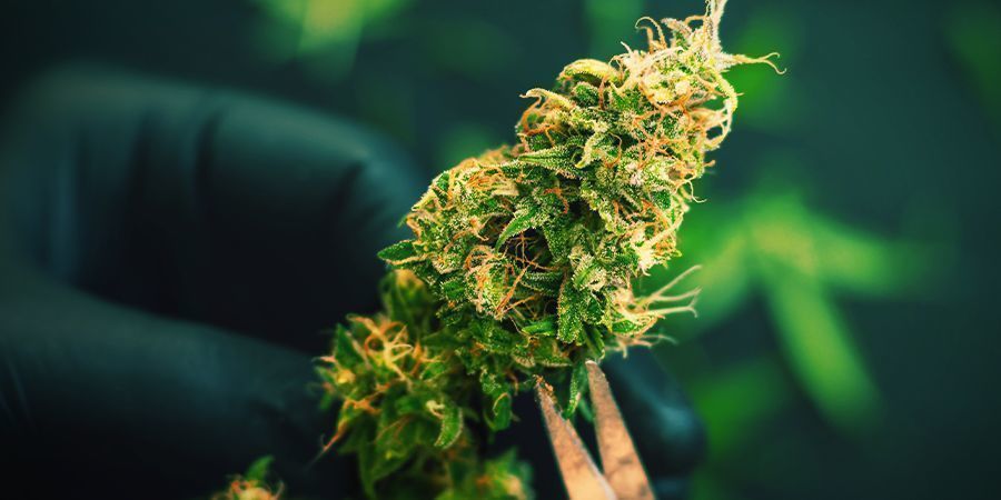 Høst af din guerilladyrkede cannabis Høst af din guerilladyrkede cannabis