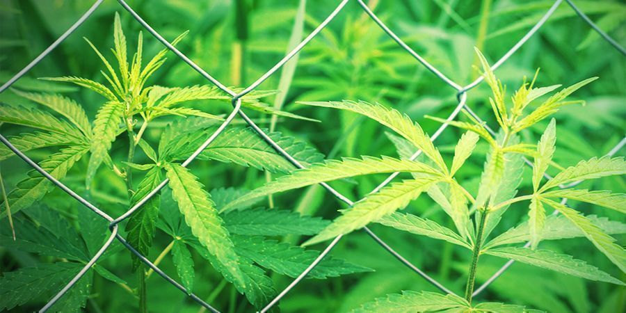 Sådan sætter du din guerilla-dyrkning af cannabis op Sådan sætter du din guerilla-dyrkning af cannabis op