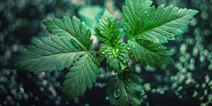Vedligeholdelse af en guerilladyrkning af cannabis Vedligeholdelse af en guerilladyrkning af cannabis