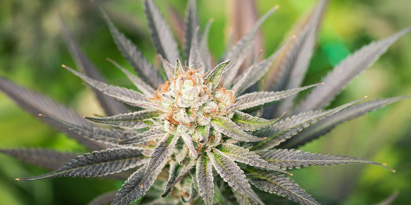 Dyrkning af Autoflower udendørs Dyrkning af Autoflower udendørs