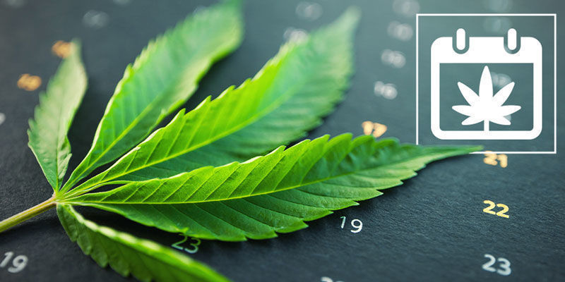 Zamnesia's Outdoor Cannabis Grow Calendar Zamnesia's Outdoor Cannabis Grow Calendar
