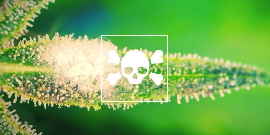 Cannabissygdomme Cannabis Diseases