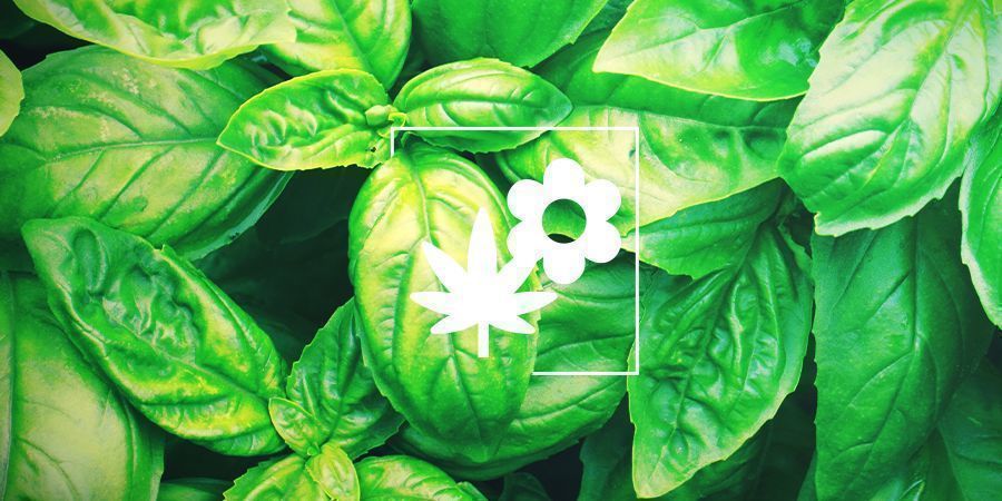 Cannabis ledsagerplantning: basilikum