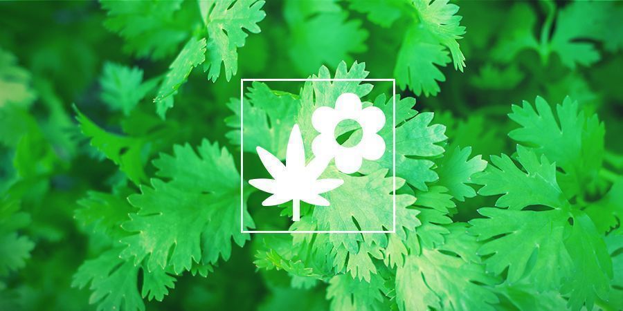 Cannabis ledsagerplantning: koriander