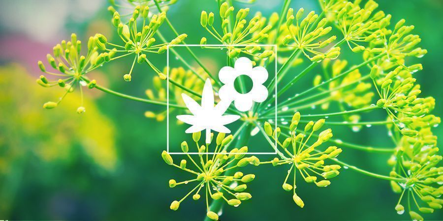 Cannabis ledsagerplantning: dild Cannabis ledsagerplantning: dild