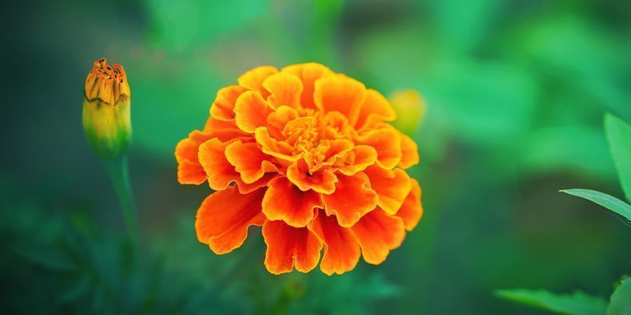 Morgenfrue: Perfekt til ledsageplantning med cannabis MARIGOLD: GREAT FOR CANNABIS COMPANION PLANTING