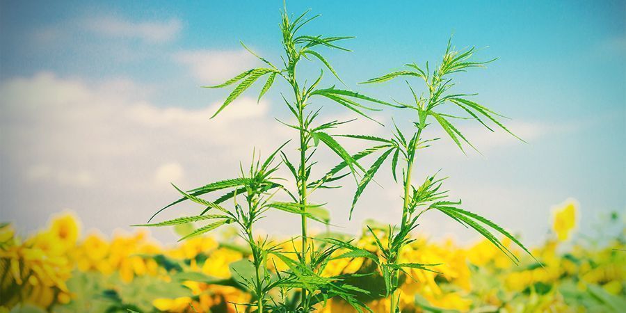 DE BEDSTE LEDSAGERPLANTER TIL CANNABIS
