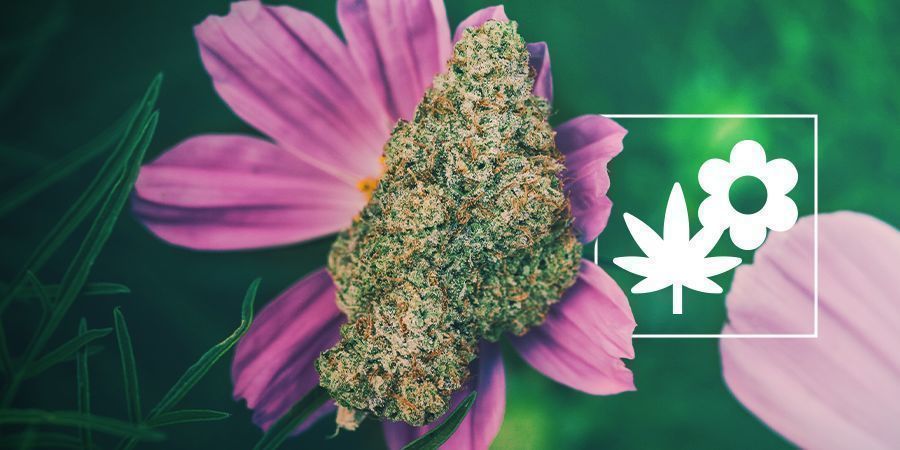 Sådan dyrker du bedre cannabis med ledsagerplanter