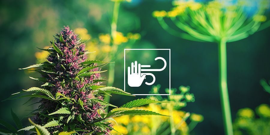 Beskytter cannabis mod vind og vejr PROTECTS CANNABIS FROM WIND AND WEATHER