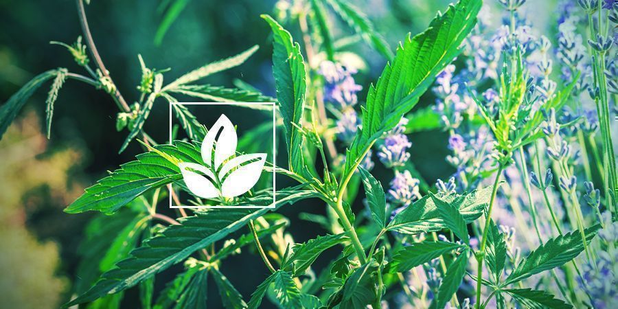Understøtter en naturlig og miljøvenlig dyrkning SUPPORTS A NATURAL AND ECO-FRIENDLY GROW