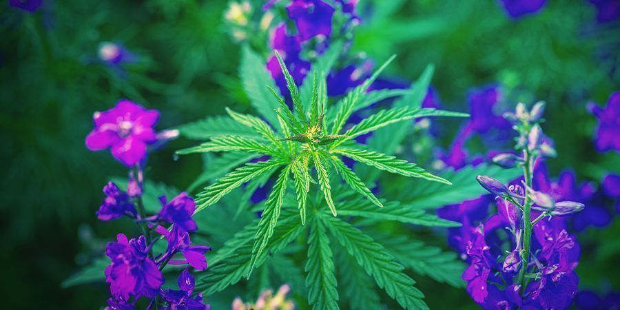 HVAD ER SAMPLANTNING?