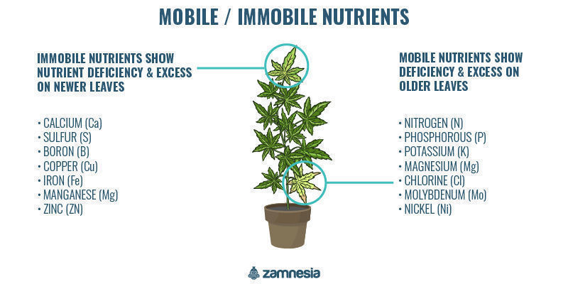 Mobile vs. immobile plantenæringsstoffer Mobile vs. immobile plant nutrients