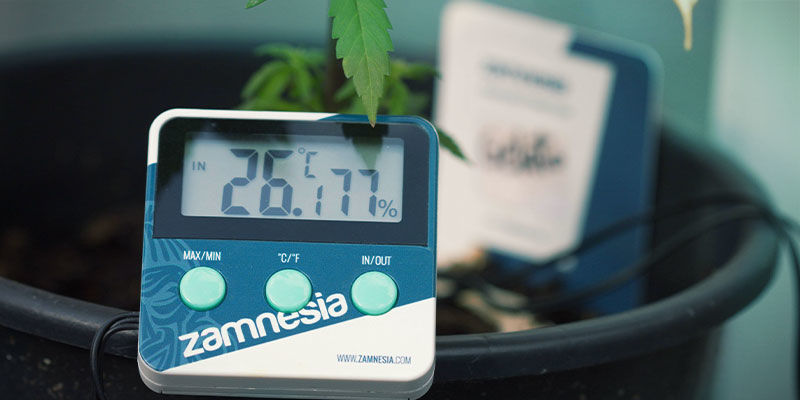 Temperatur Cannabis Nutrient Availability: Temperature