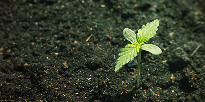 Mineral- og organisk sammensætning af jord Cannabis Nutrient Availability: Mineral and organic composition of soil