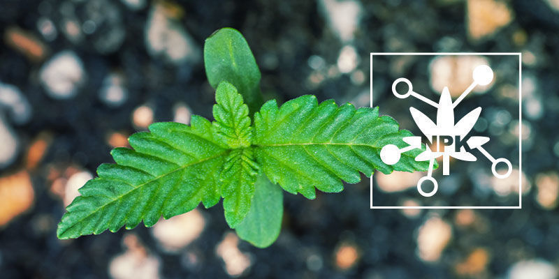 5 Nøglefaktorer, der påvirker cannabisplanters næringsstof-tilgængelighed 5 Key Factors Influencing Cannabis Nutrient Availability