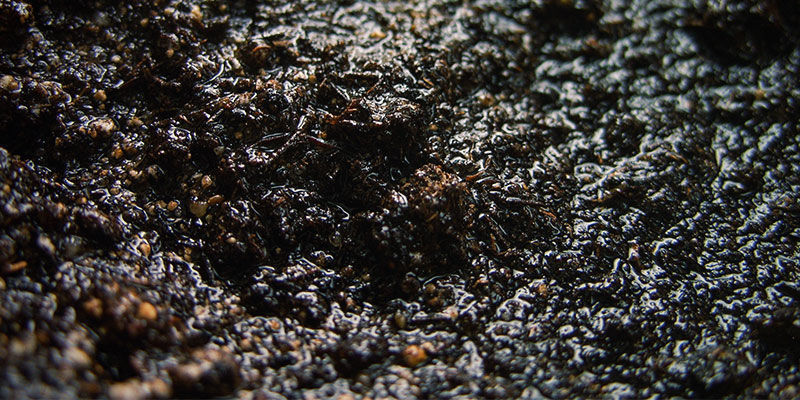 Jordfugtighed Cannabis Nutrient Availability: Soil moisture
