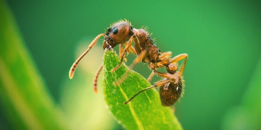 Myr Ant