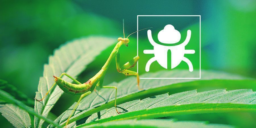 Irriterende bugs og insekter Irriterende bugs og insekter