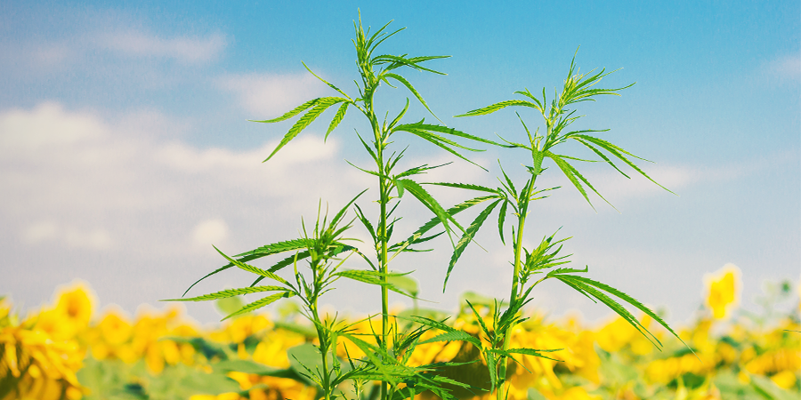 Hvad er ledsagerplanter til cannabis? Hvad er ledsagerplanter til cannabis?