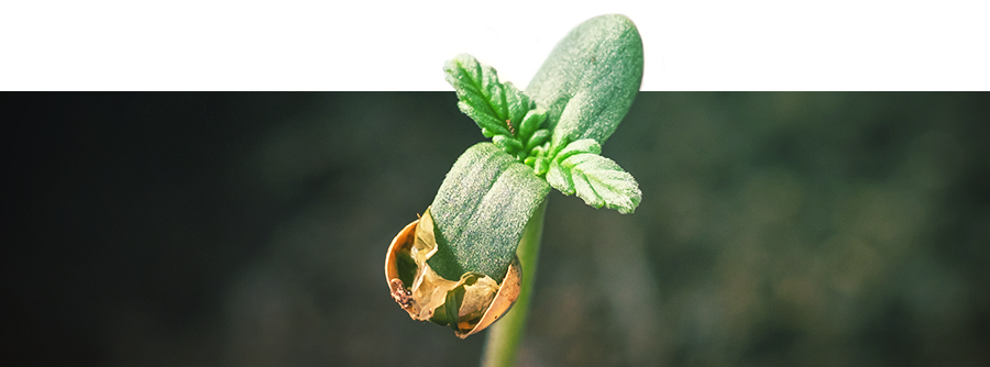 Information om spiring af cannabis Information om spiring af cannabis