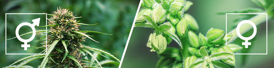 Feminiserede vs regulære cannabisfrø Feminized vs regular cannabis seeds