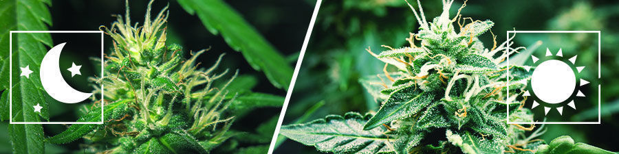 Fotoperiode vs autoflowering Photoperiod vs Autoflowering