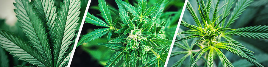 Sativa vs indica vs hybrid cannabisfrø Sativa vs indica vs hybrid cannabis seeds