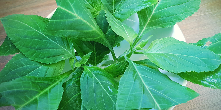 Kan du dyrke Salvia divinorum? Kan du dyrke Salvia divinorum?