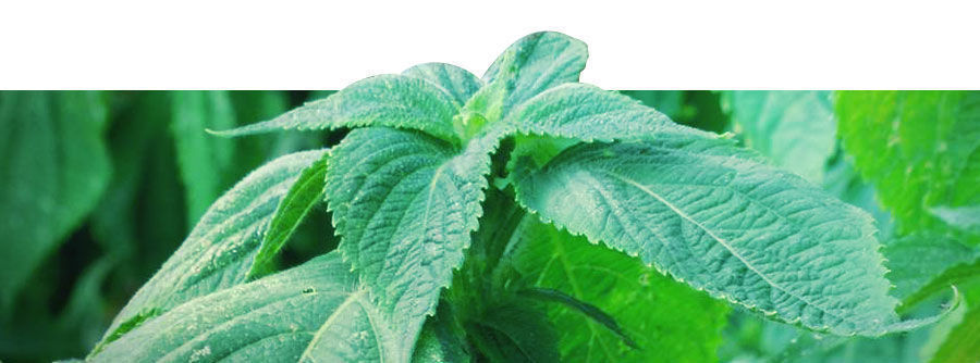Information om Salvia divinorum Information om Salvia divinorum