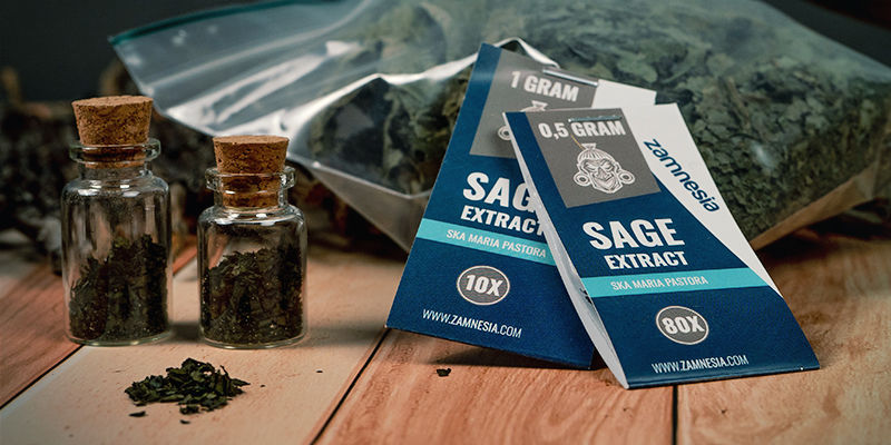 Hvordan og hvor kan du få fat i Salvia divinorum? Hvordan og hvor kan du få fat i Salvia divinorum?