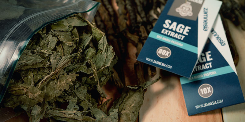 Hvordan virker Salvia divinorum? Hvordan virker Salvia divinorum?