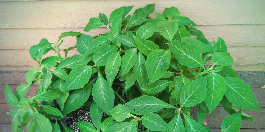 Hvilke andre navne er Salvia divinorum kendt under? Hvilke andre navne er Salvia divinorum kendt under?