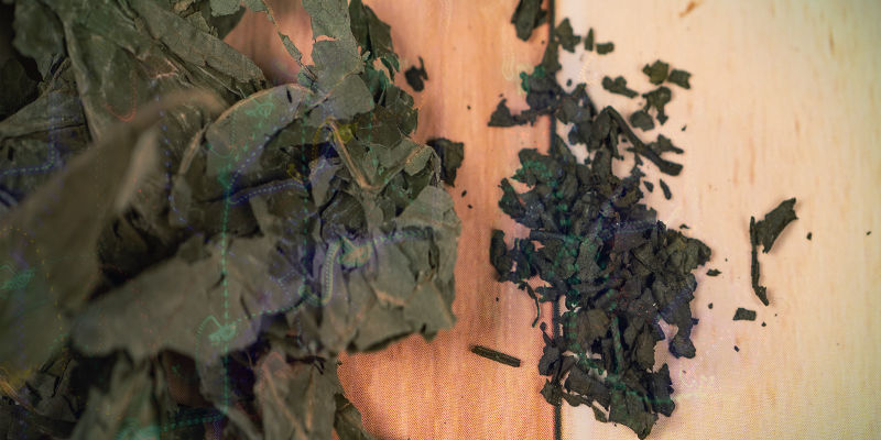 Hvorfor er salvia — nogle gange — sådan en skræmmende trip? Hvorfor er salvia — nogle gange — sådan en skræmmende trip?