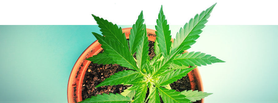 Autoflower cannabisfrø