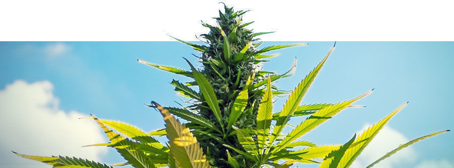 Feminized Cannabis Seeds