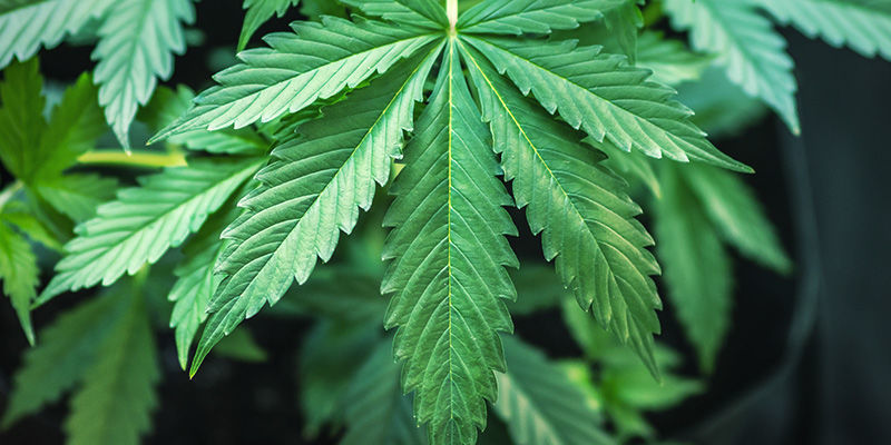Hvilke planter bruges til at fremstille CBD-produkter med et højt CBD-indhold? Hvilke planter bruges til at fremstille CBD-produkter med et højt CBD-indhold?