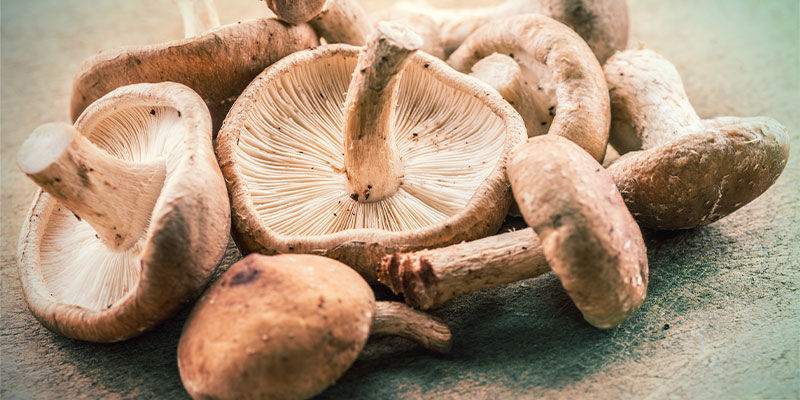 Shiitake Mushroom Shiitake Mushroom