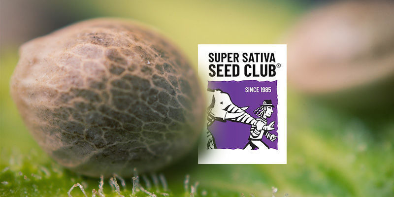 Indeholder Super Sativa Seed Club-kataloget udelukkende sativa-frø? Indeholder Super Sativa Seed Club-kataloget udelukkende sativa-frø?