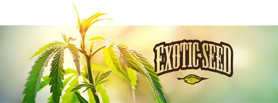 Exotic Seed - Cannabisfrø Exotic Seed - Cannabisfrø